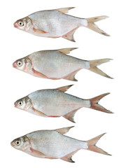 Breams isolated on white background