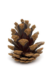 Single pine cone on white background