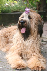 Briard - Hütehund