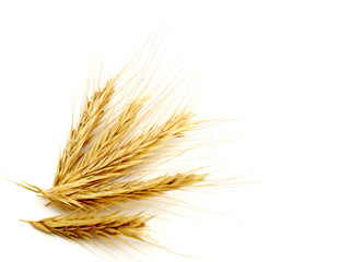 Obraz premium Background with wheat