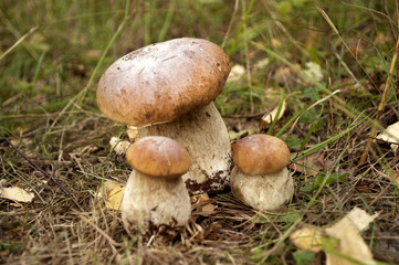 King bolete