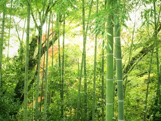 Crédence de cuisine en verre imprimé Bambou foret de bambou