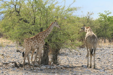 Girafes près d'un acacia