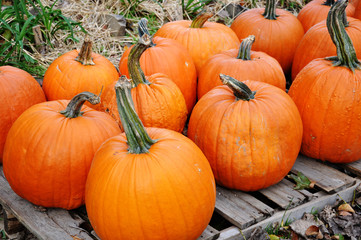 Pumpkins
