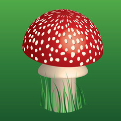 red toadstool in green grass
