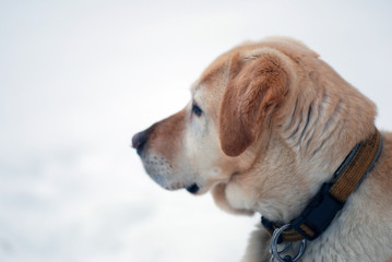 golden Retriever im Schnee