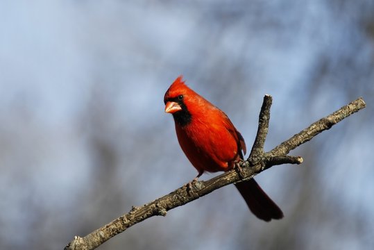 A Cardinal posing.