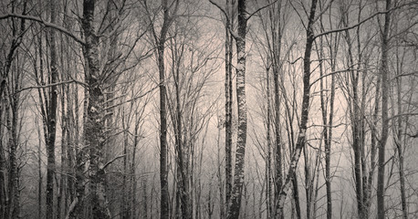 Trees in winter