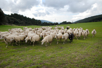 Fototapeta na wymiar pecore