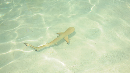 piccolo squalo alle maldive