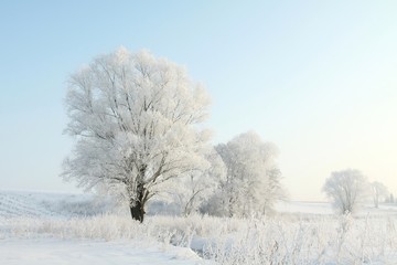 Fototapeta na wymiar Frosty winter tree in the field in a cloudless morning
