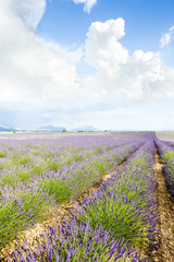 Obraz na płótnie Canvas lavender field, Plateau de Valensole, Provence, France