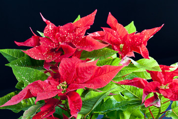 Poinsettia