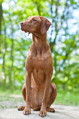 Vizsla Dog (Hungarian Pointer) Portrait