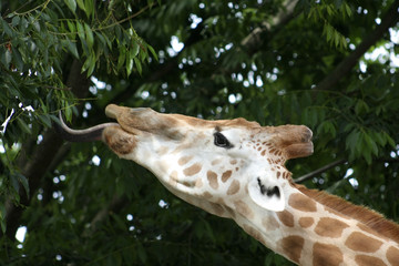 Giraffe feeding