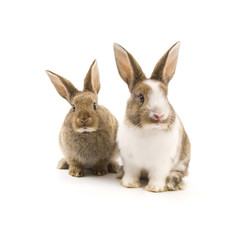 Fototapeta na wymiar Dwa adorable królików