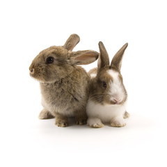 Obraz premium Two adorable rabbits