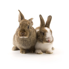 Two adorable rabbits