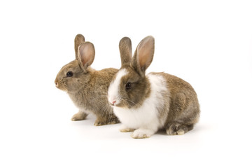 Two adorable rabbits