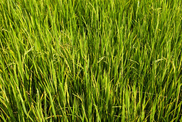 Rice farm