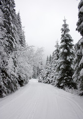 Fototapeta premium Winter road