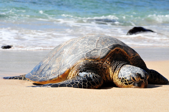 giant tortoise on waimea beach