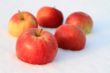 Apples in the snow