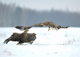 combat