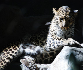 guépard,Gepard,cheetah,leopard,Leopard,animal,beast © auryndrikson