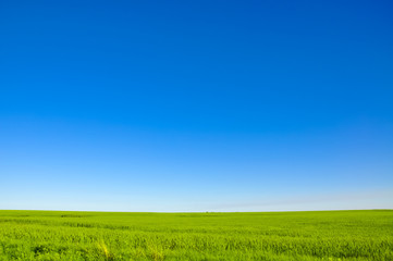 Green meadow against blue sky