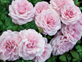 Pink roses postcard