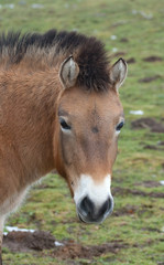 Obraz premium wild horse on grass