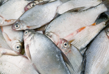 Fresh fish background