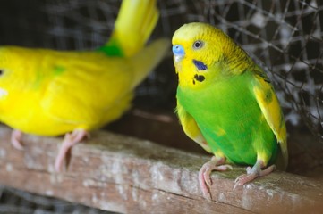 closeup of budgerigar