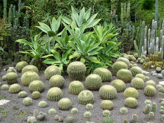 Kakteengarten