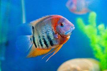 Colorful fish