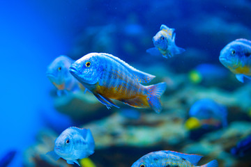 Obraz na płótnie Canvas Colorful fish in aquarium