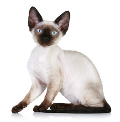 Devon rex cat close-up portrait