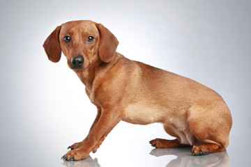Brown Dachshund sits on a gray background