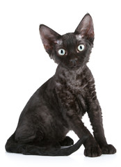 Black color Devon Rex cat sitting on a white background