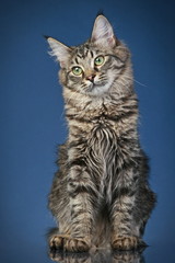 Fototapeta na wymiar Maine coon cat (6 months)