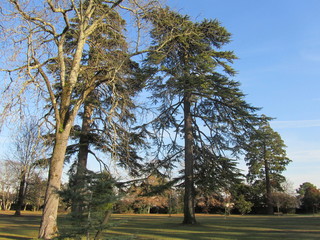 Obraz premium Arbres dans parc de Gradignan Aquitaine