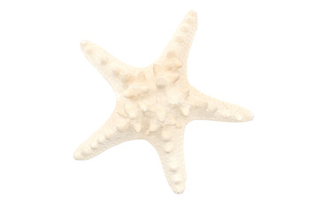 Starfish © totophotos