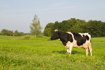 Fototapeta na wymiar cow in the meadow