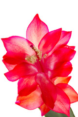 flower of schlumbergera, isolated