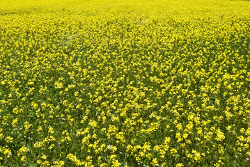 Fioritura sulla Piana di Castelluccio di Norcia