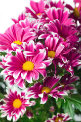 Obraz premium Pink chrysanthemum