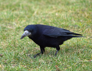 Obraz premium Raven