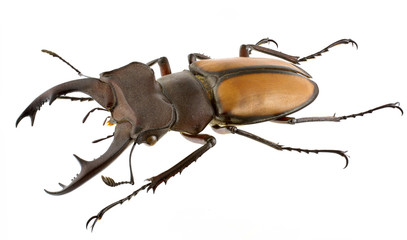 Lucanus laetus