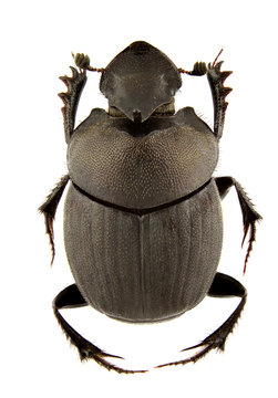 Onthophagus Verticicornis